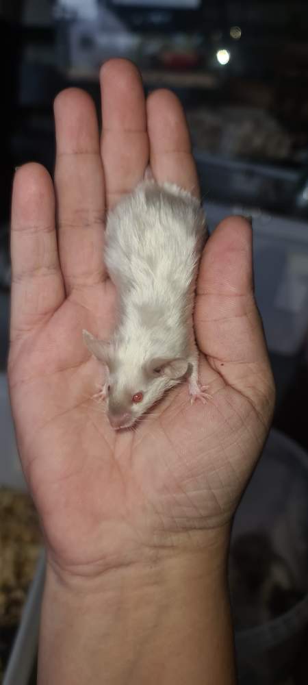 Fancy mouse Breeder Mus musculus 