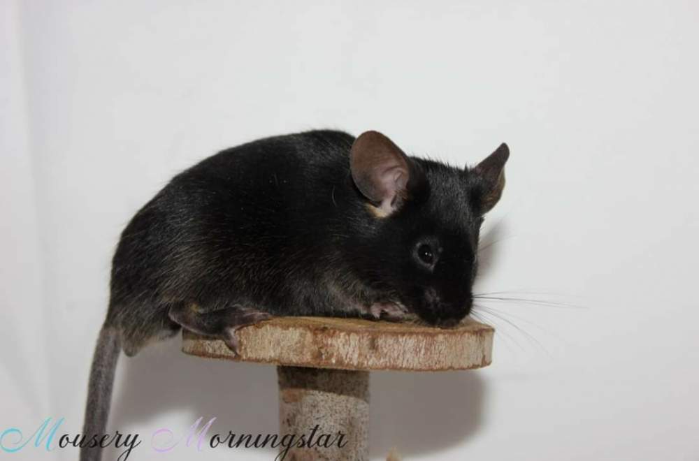 Fancy mouse Pet only Mus musculus 