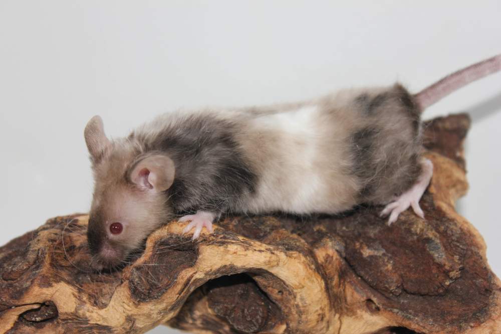 Fancy mouse Breeder Mus musculus 