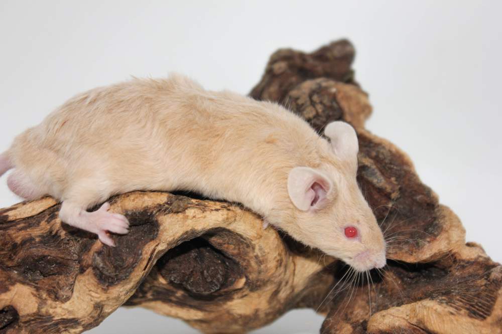 Fancy mouse Breeder Mus musculus 
