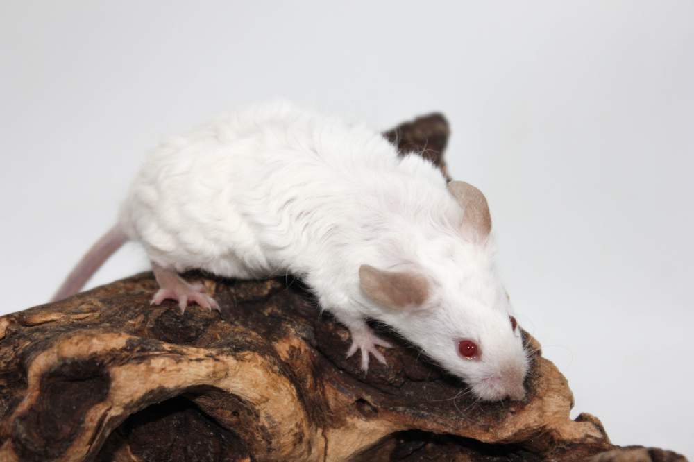 Fancy mouse Breeder Mus musculus 
