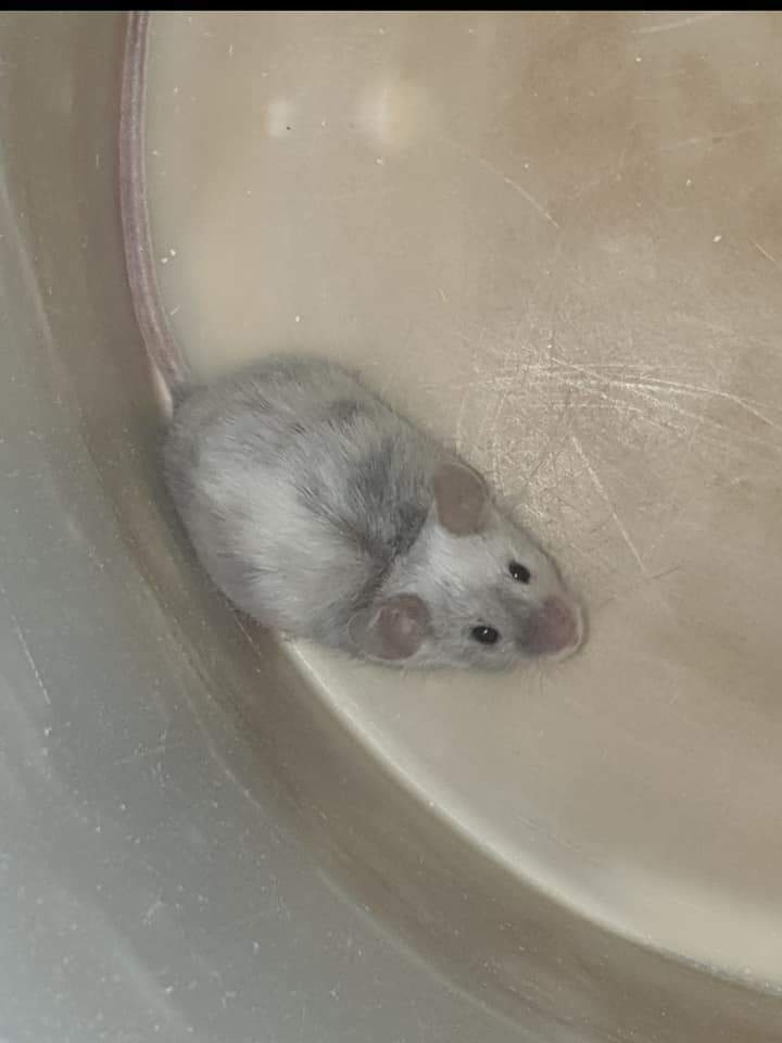 Fancy mouse Pet only Mus musculus 