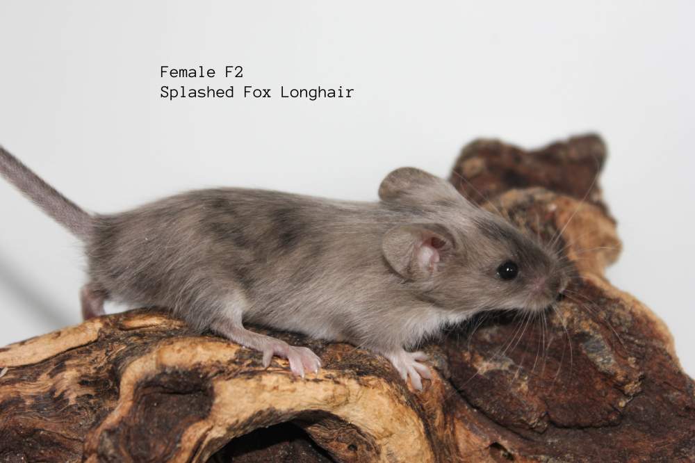 Fancy mouse Breeder Mus musculus 