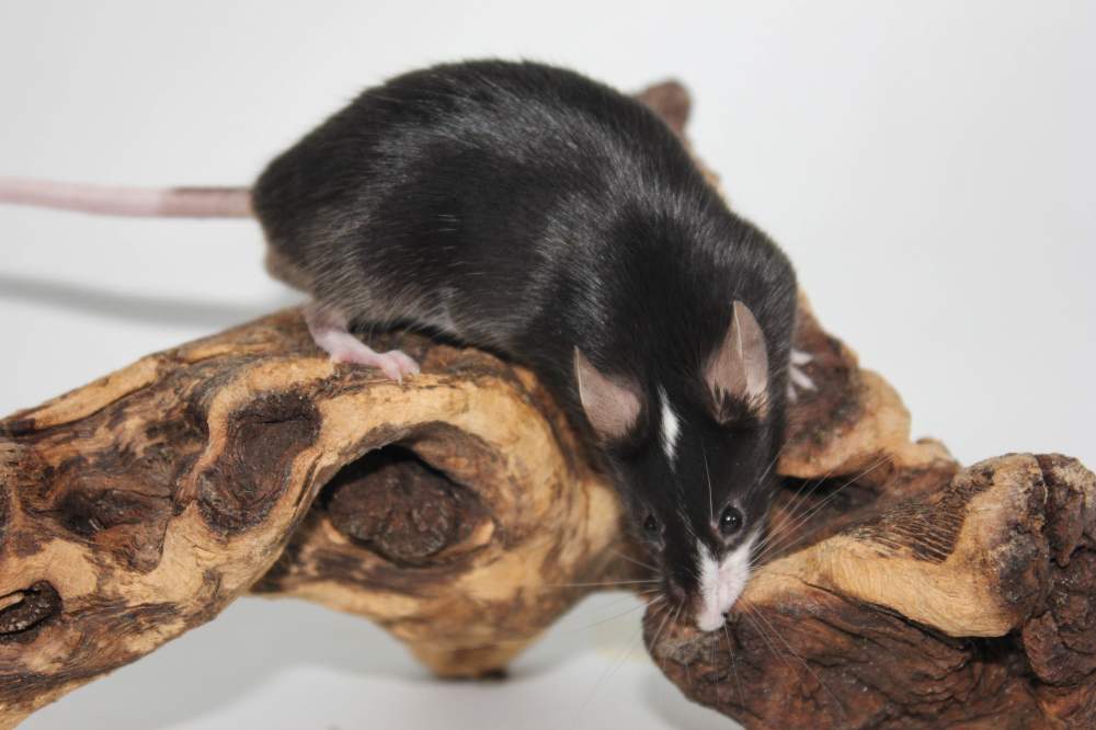 Fancy mouse Retired Mus musculus 