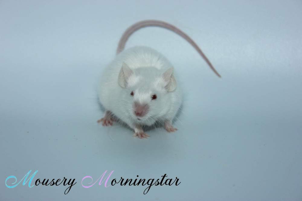 Fancy mouse Breeder Mus musculus 