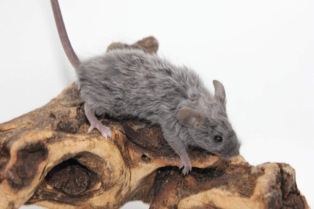 Fancy mouse Breeder Mus musculus 