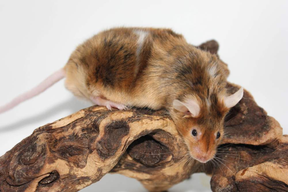 Fancy mouse Pet only Mus musculus 