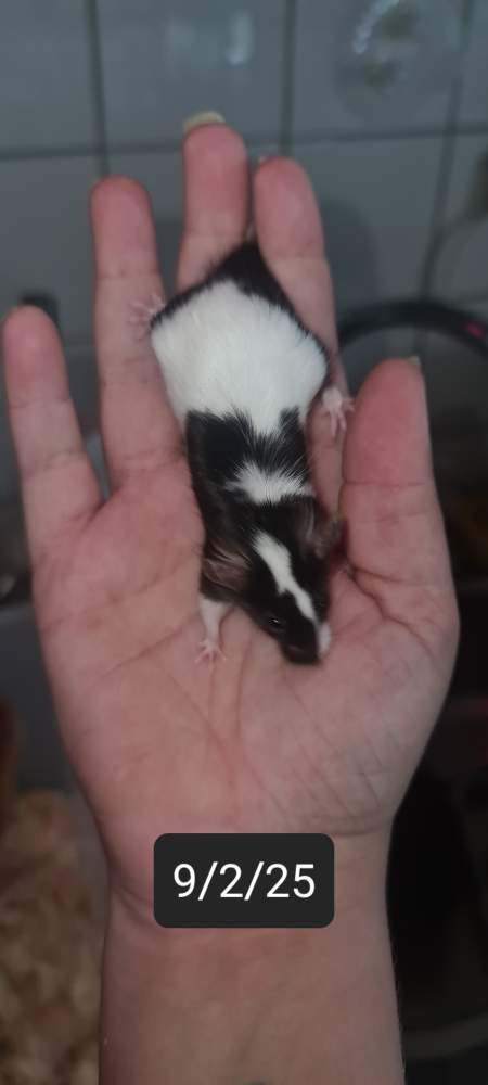 Fancy mouse Available for rehoming Mus musculus 