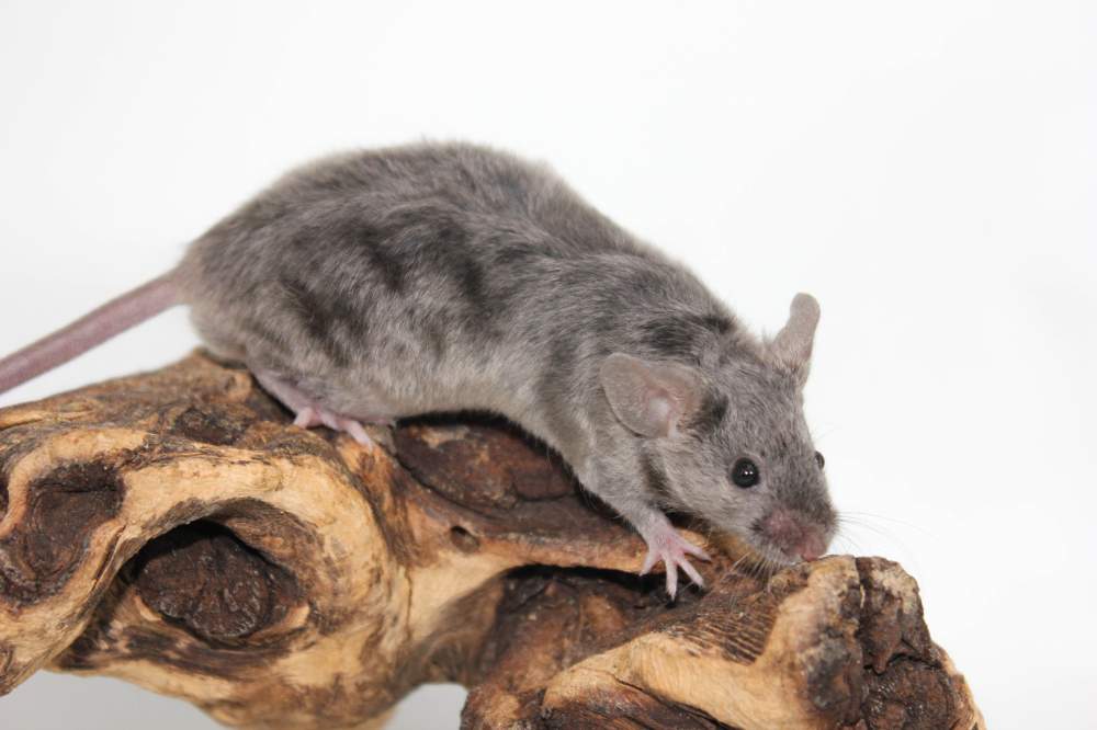 Fancy mouse Breeder Mus musculus 