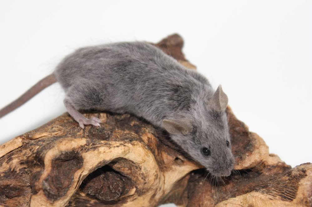 Fancy mouse Breeder Mus musculus 