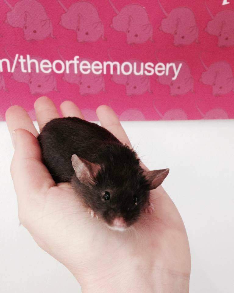 Fancy mouse Retired Mus musculus 