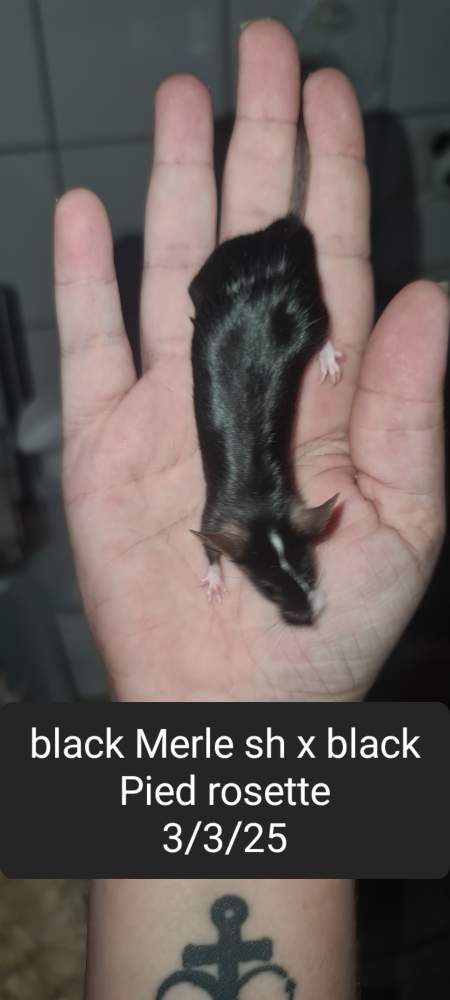 Fancy mouse Available for rehoming Mus musculus 