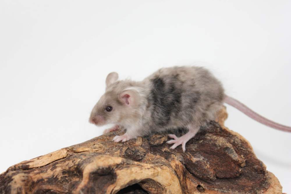 Fancy mouse Breeder Mus musculus 