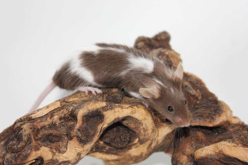 Fancy mouse Breeder Mus musculus 