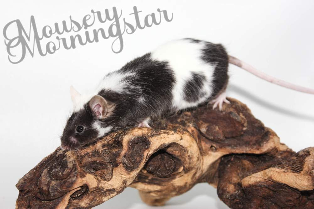Fancy mouse Deceased Mus musculus 