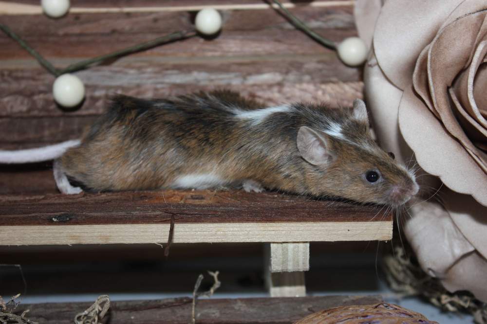 Fancy mouse Retired Mus musculus 