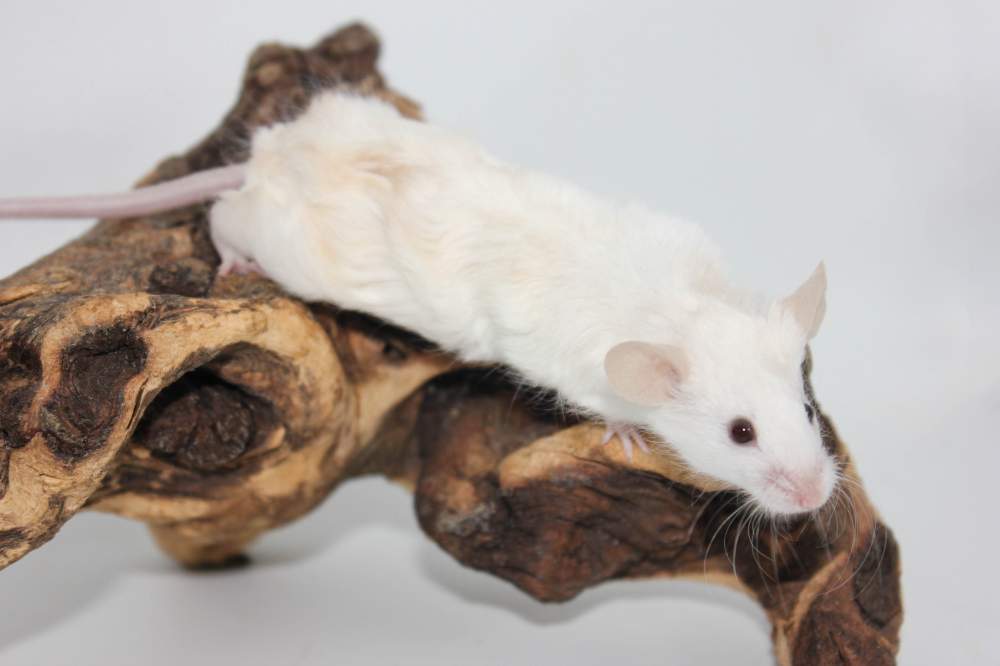 Fancy mouse Rehomed Mus musculus 