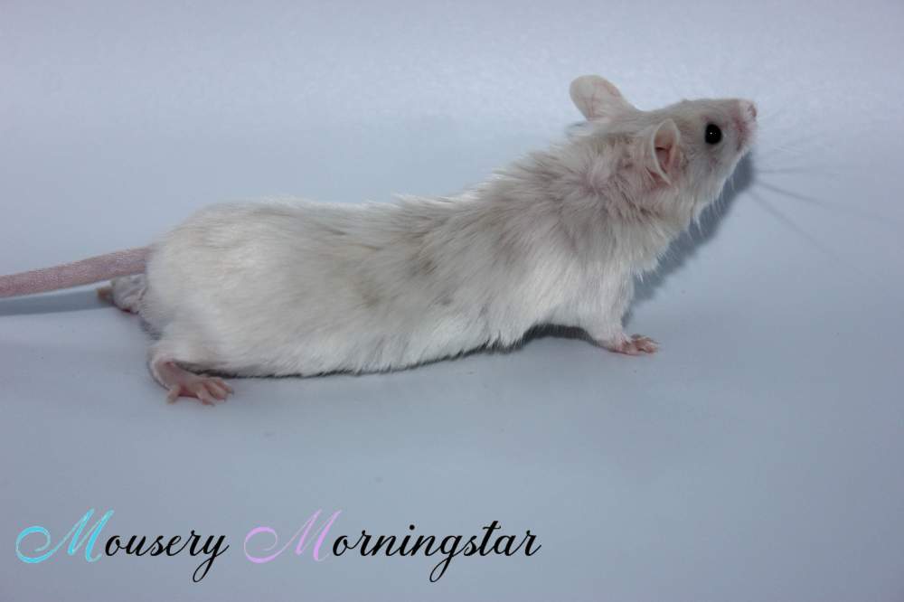 Fancy mouse Breeder Mus musculus 