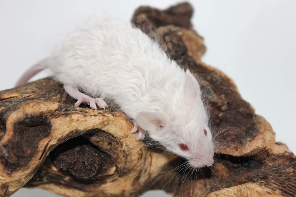 Fancy mouse Breeder Mus musculus 