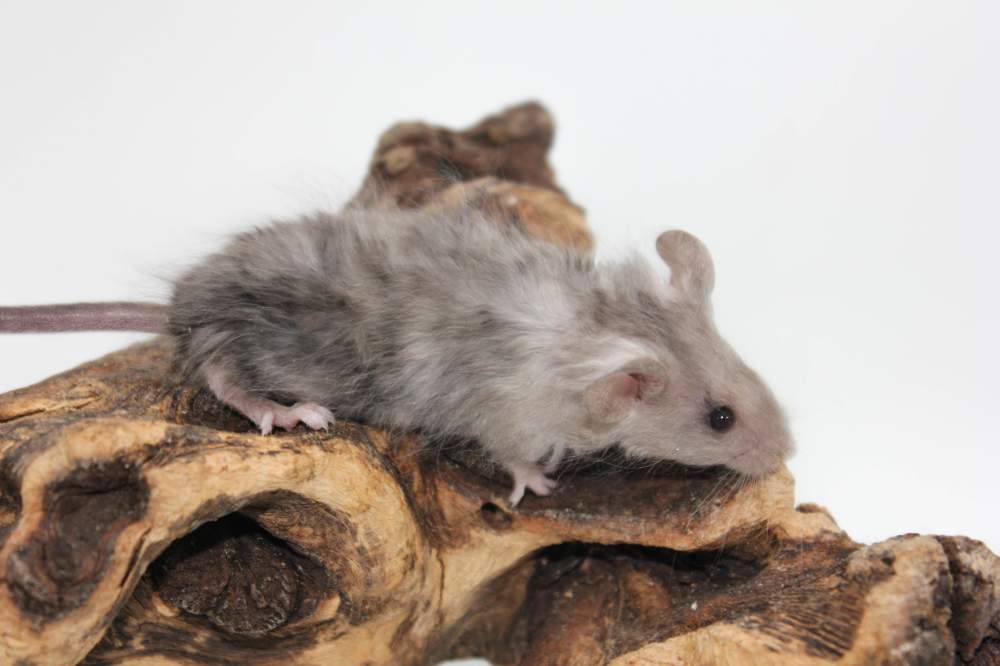 Fancy mouse Breeder Mus musculus 