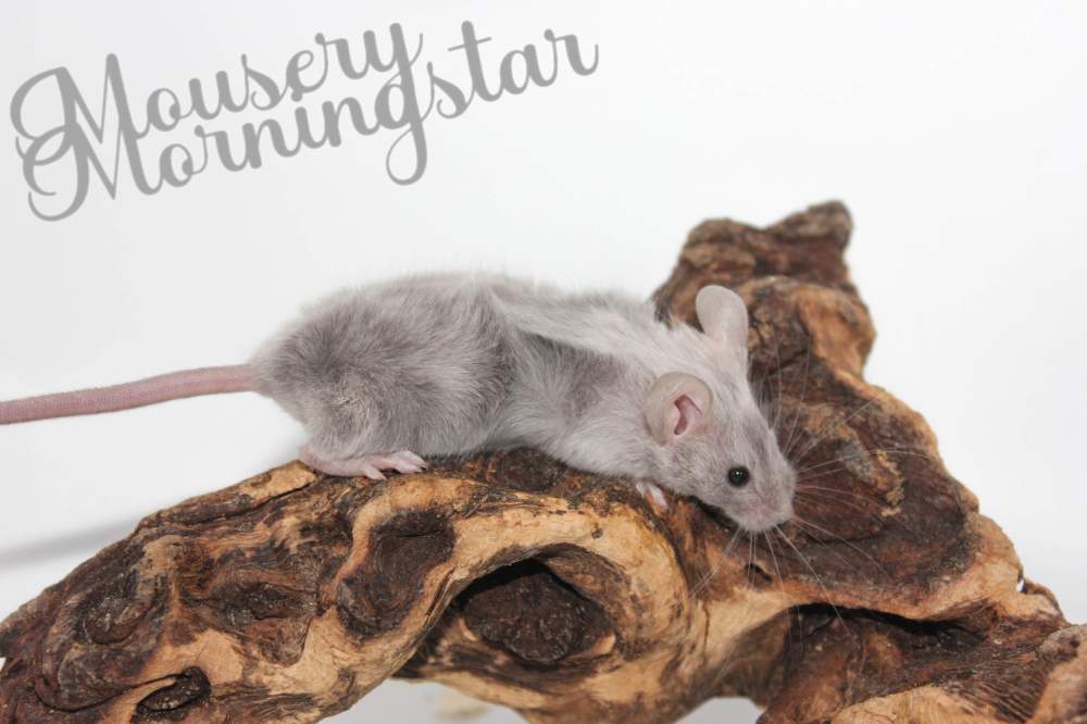Fancy mouse Rehomed Mus musculus 