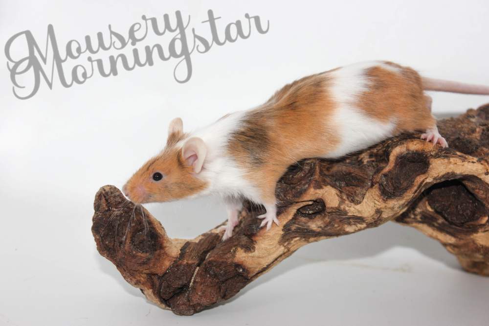 Fancy mouse Retired Mus musculus 