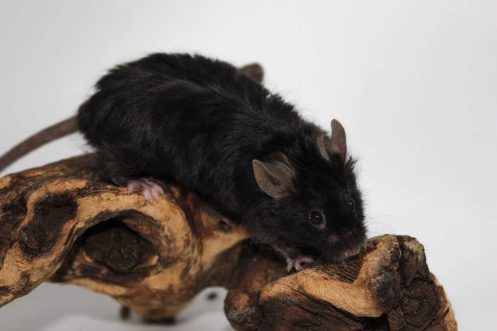 Fancy mouse Retired Mus musculus 
