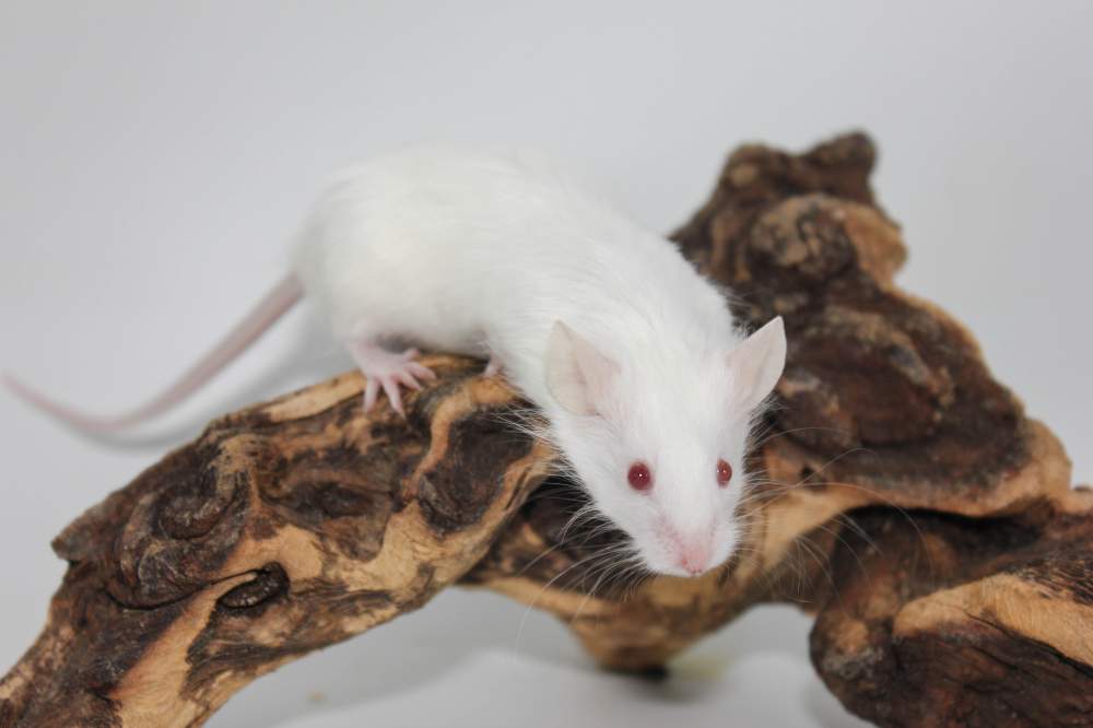 Fancy mouse Rehomed Mus musculus 