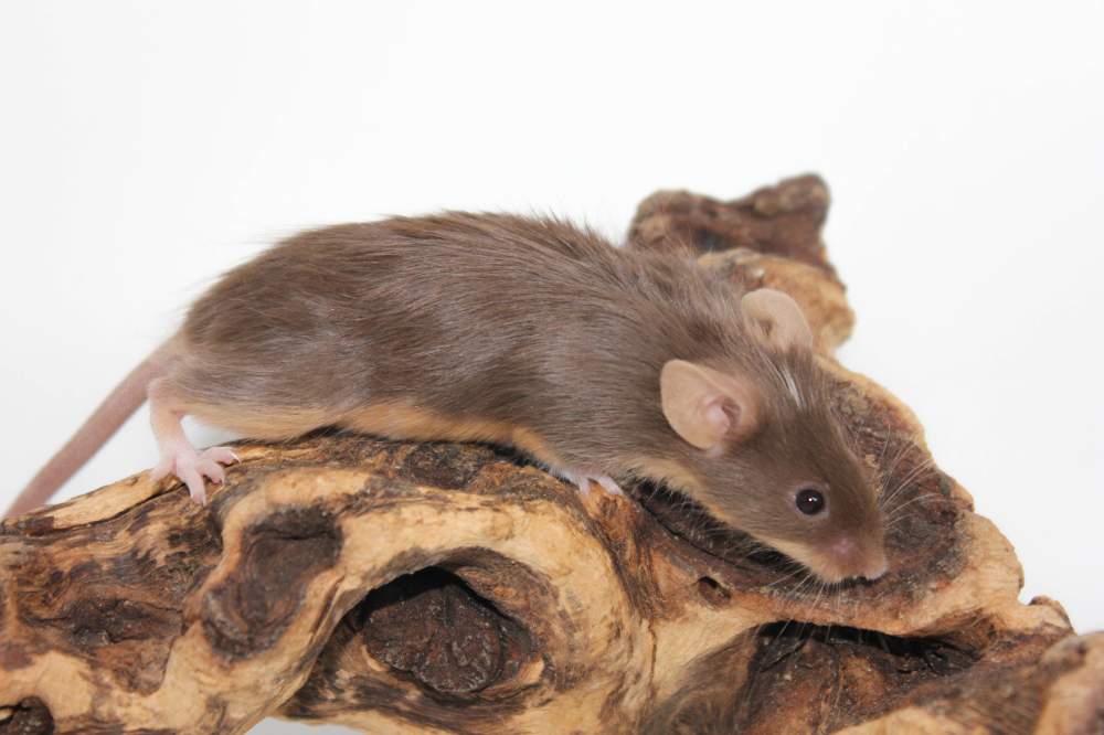 Fancy mouse Breeder Mus musculus 