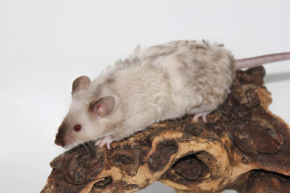 Fancy mouse Breeder Mus musculus 