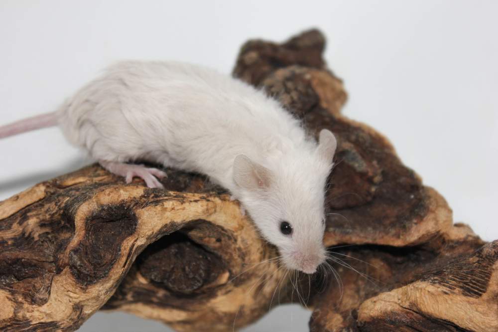 Fancy mouse Breeder Mus musculus 