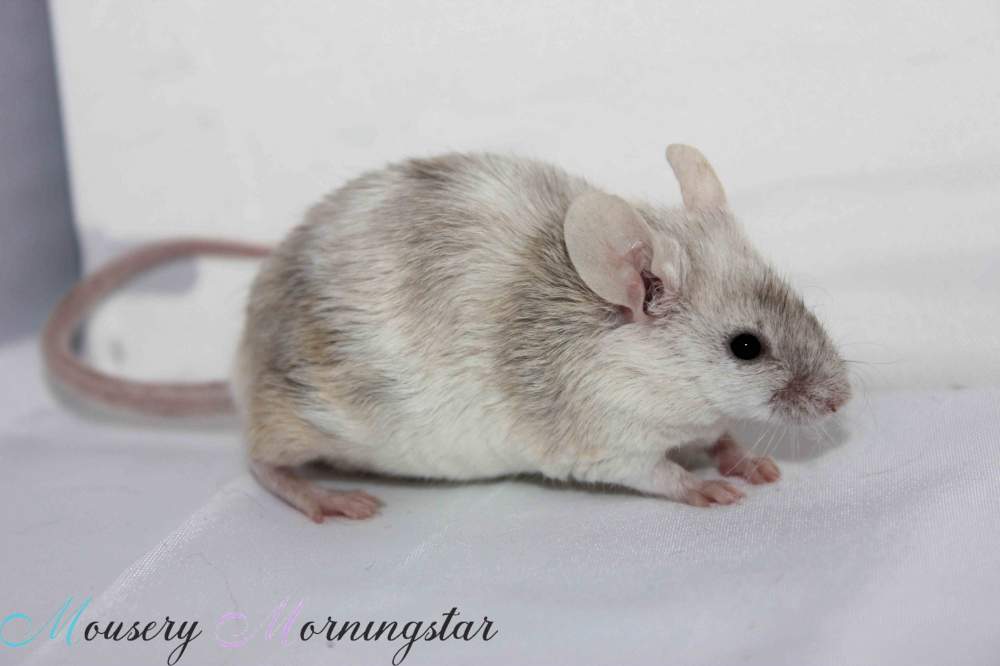 Fancy mouse Pet only Mus musculus 