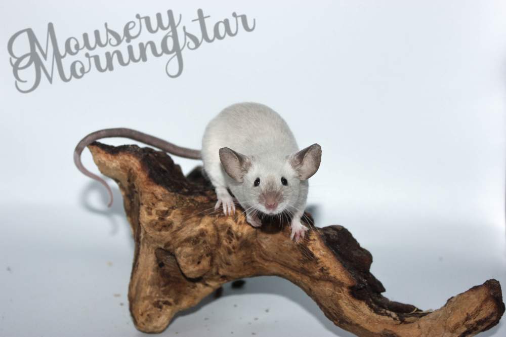 Fancy mouse Retired Mus musculus 