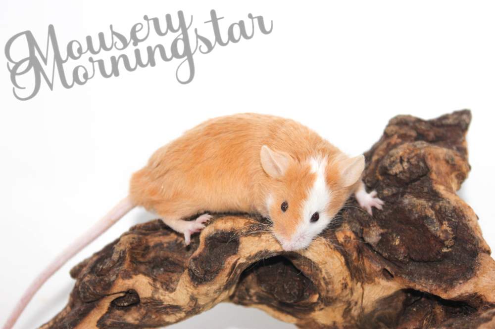 Fancy mouse Breeder Mus musculus 