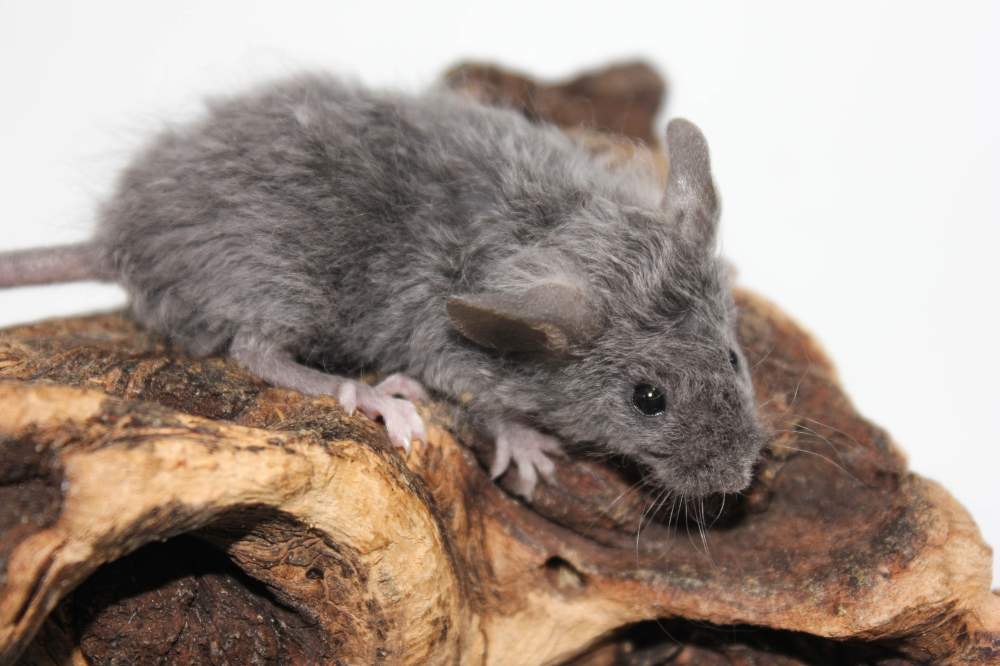 Fancy mouse Breeder Mus musculus 