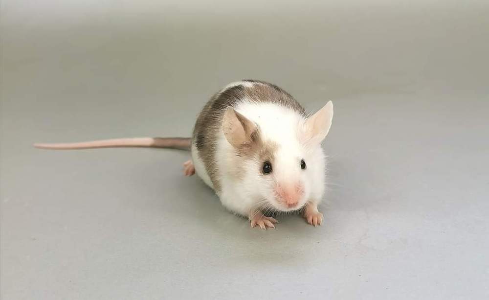 Fancy mouse Retired Mus musculus 