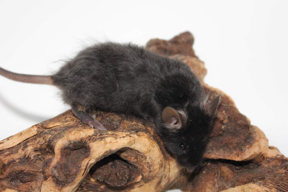 Fancy mouse Breeder Mus musculus 