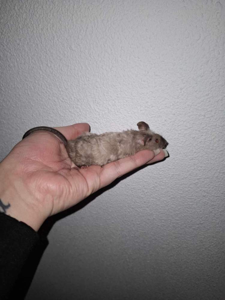 Fancy mouse Retired Mus musculus 