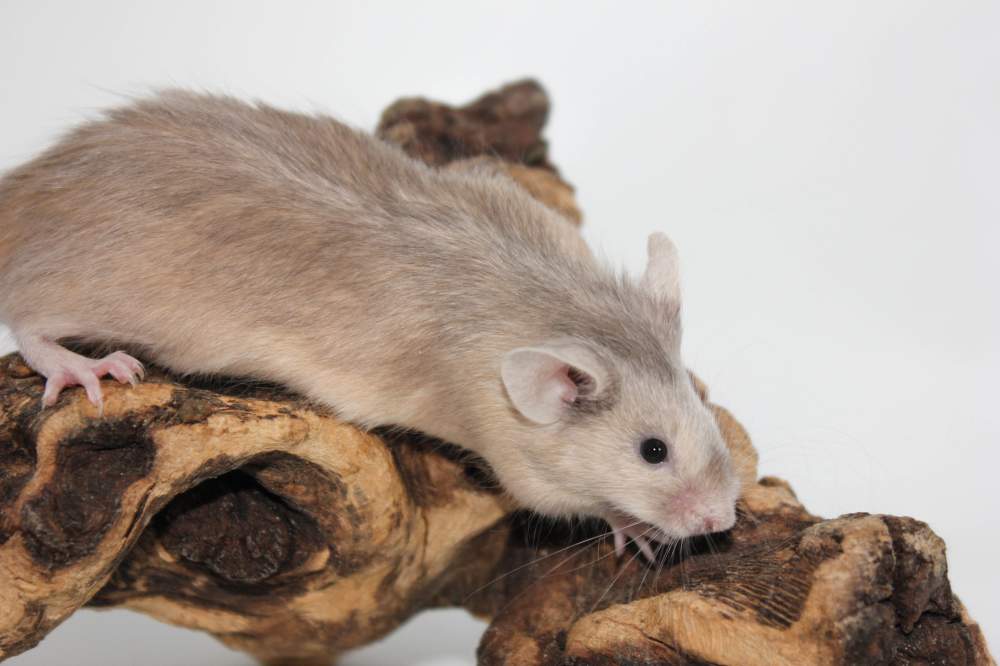 Fancy mouse Breeder Mus musculus 