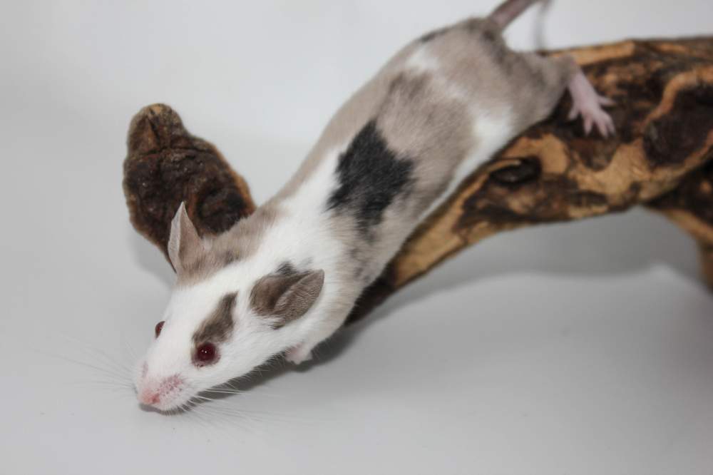 Fancy mouse Breeder Mus musculus 