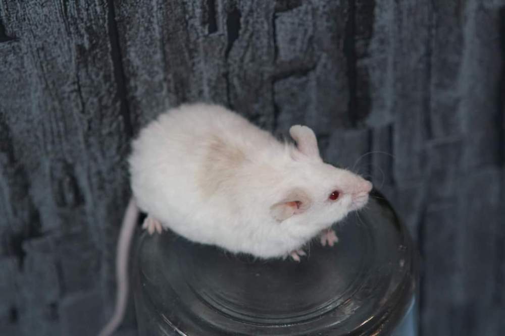 Fancy mouse Retired Mus musculus 