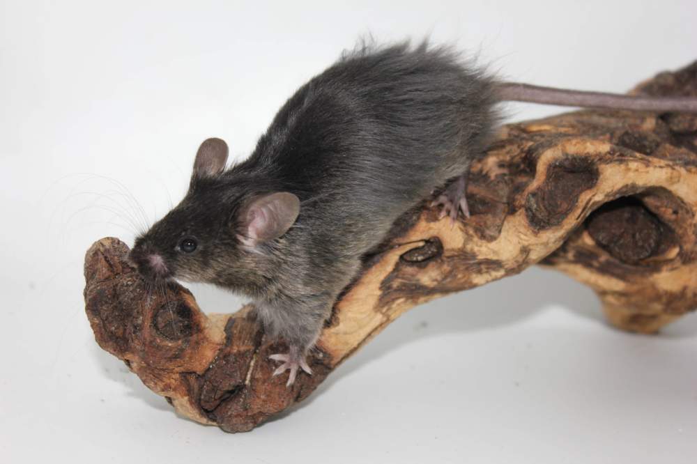 Fancy mouse Breeder Mus musculus 