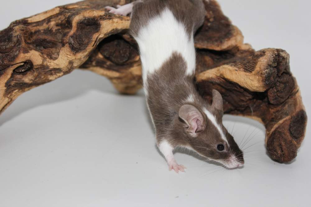Fancy mouse Breeder Mus musculus 