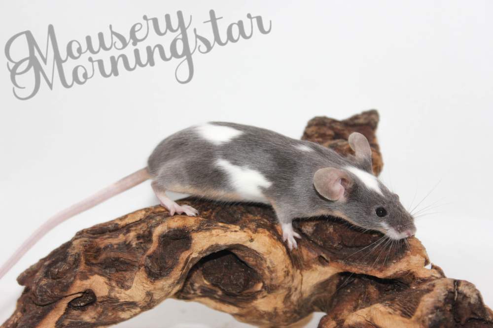 Fancy mouse Pet only Mus musculus 