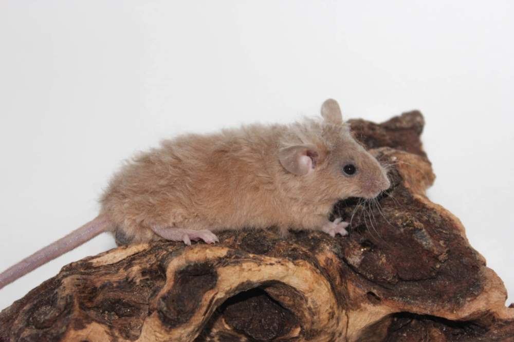 Fancy mouse Rehomed Mus musculus 