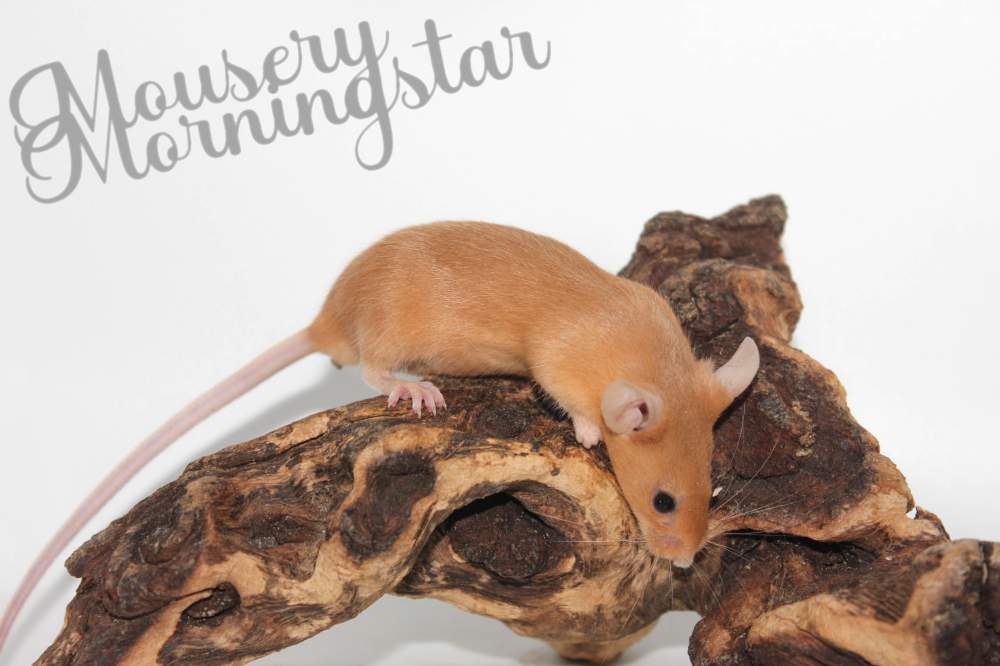 Fancy mouse Pet only Mus musculus 