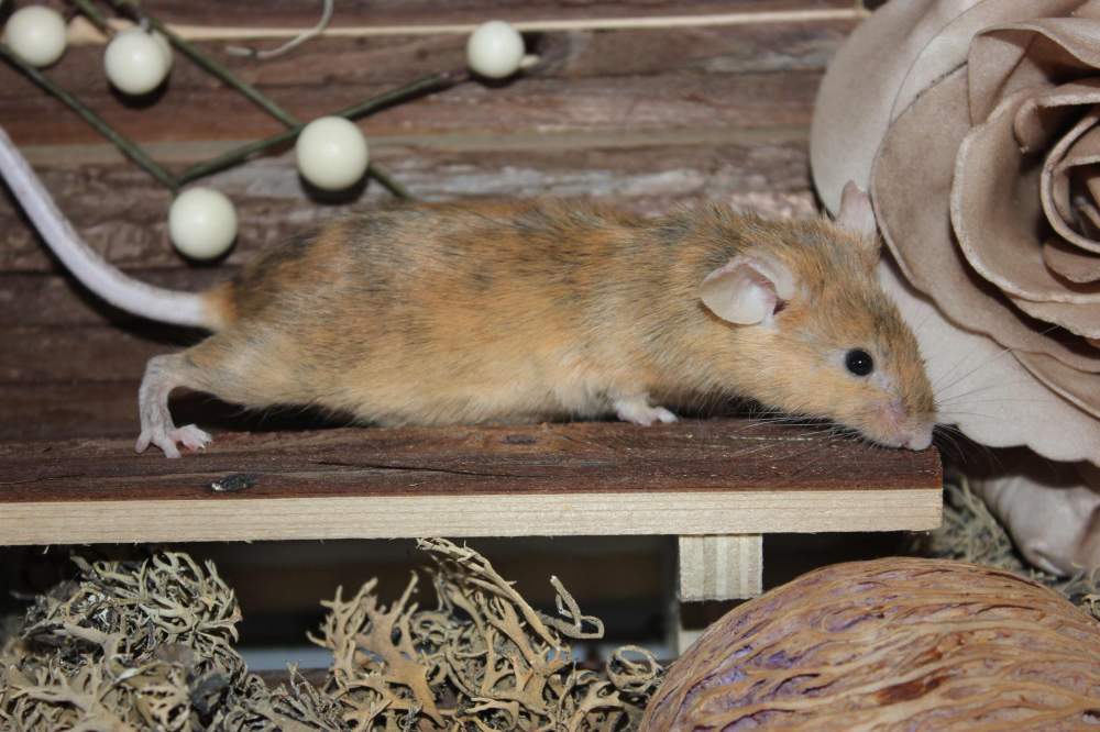 Fancy mouse Retired Mus musculus 