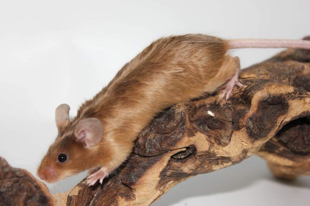 Fancy mouse Breeder Mus musculus 