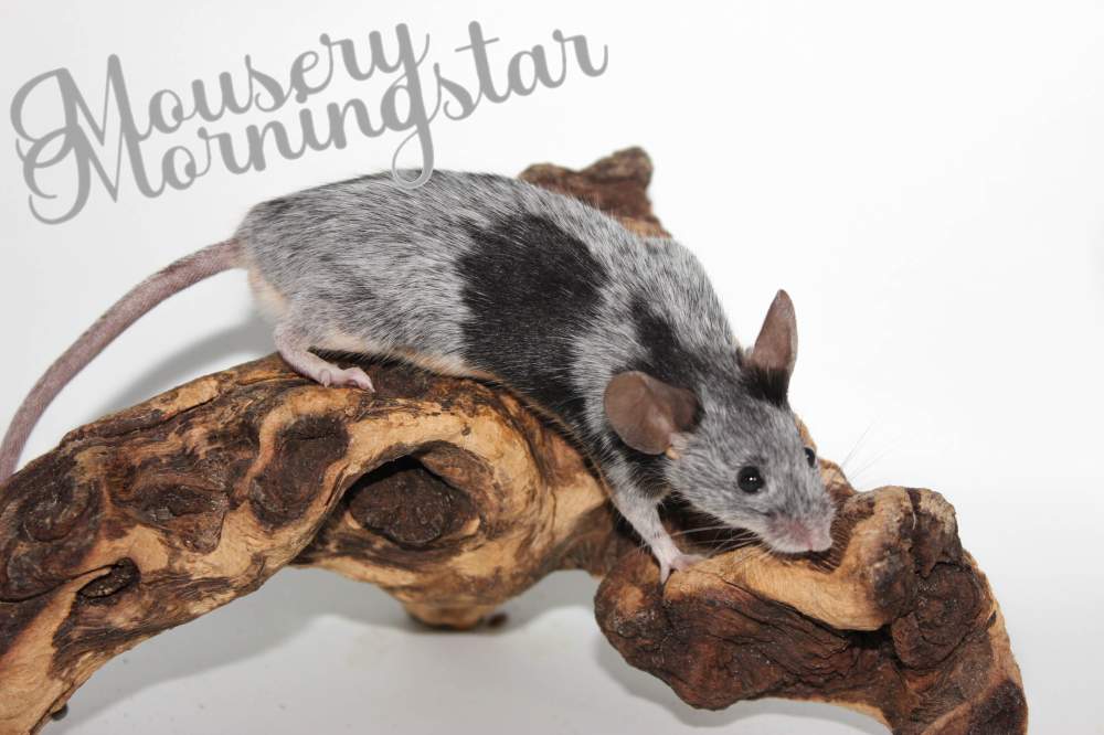 Fancy mouse Rehomed Mus musculus 