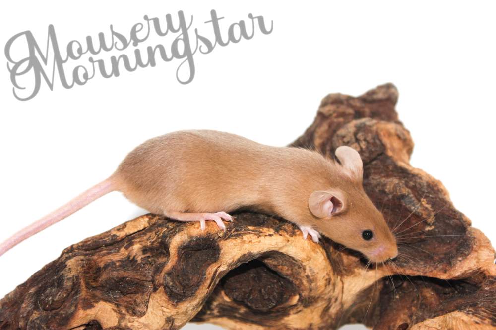 Fancy mouse Rehomed Mus musculus 